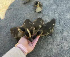 Erin-Mitchell-babyduck