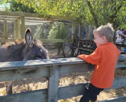 Tracey-Bartolec-donkey